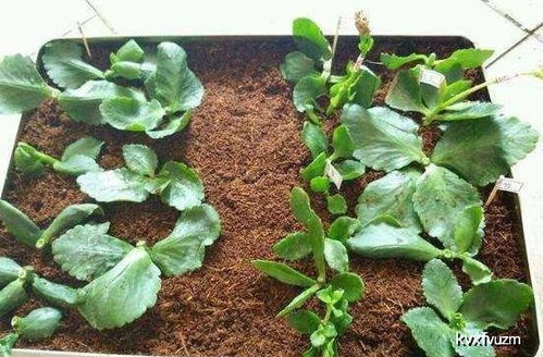 长寿花如何养护才能使根系发达？最佳扦插时间是什么时候呢