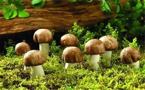 探索替代方案：绿色种植之路