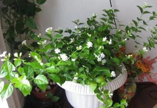 茉莉盆景养护技巧，如何让花朵更香
