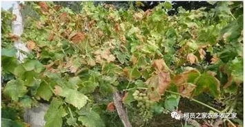 农药使用有讲究