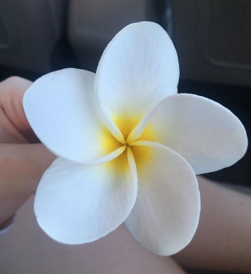 送病人什么花好？这几种花能让病人心情变好