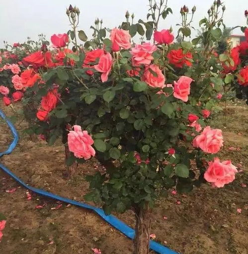 上周帮邻居移栽薰衣草失败，就主要原因是没遵守这个铁则：