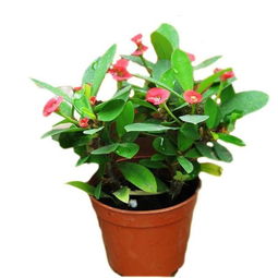 光照不够，咋个办？