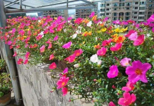 庭院空窗期，你的花园如何破局？