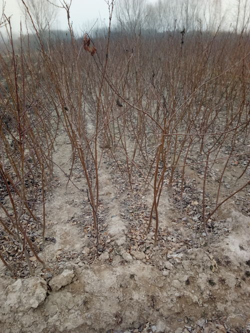 草木灰的神奇：防烂根， 补钾肥