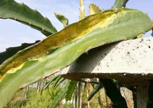 虫子防治， 也要注意