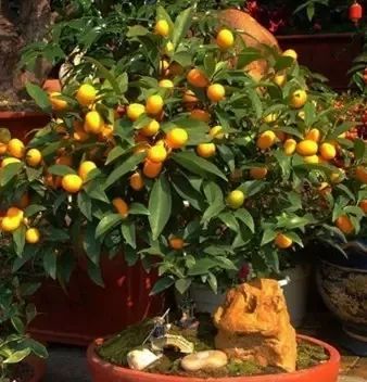 春天来啦，金桔也长大啦！