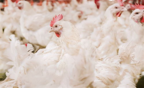 “如何有效防控肉鸡肺炎黑肺，保障养殖效益