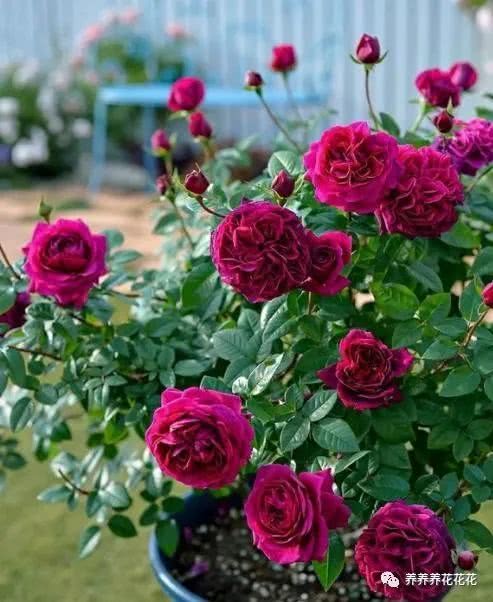 扦插管理，月季花开的起点