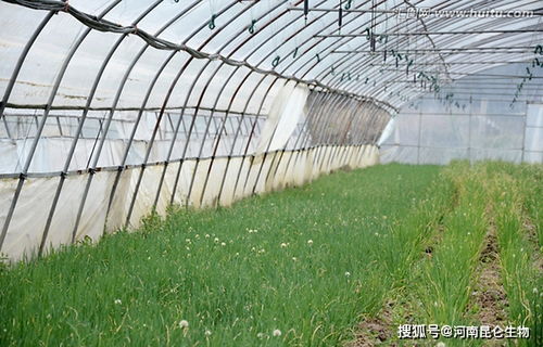 香葱种植，农药使用的影响知多少？