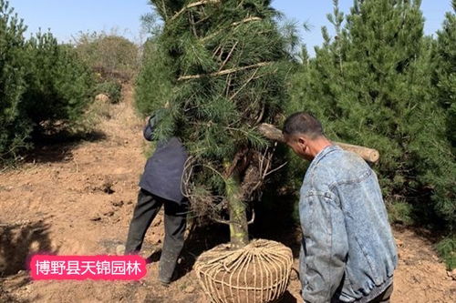 播种方法， 让白皮松生根发芽