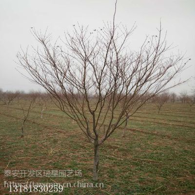 鸡爪槭的生长习性