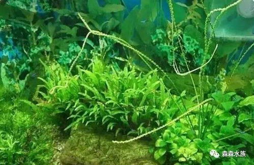 水草的种植技巧