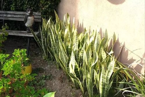 蒂亚侧芽管理技巧：小苗剪除指南，提升畜牧效益！