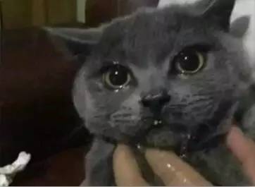 紧急情况，猫误食了杀虫剂！怎么办？