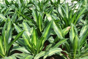 也门铁叶子发黄怎么办？揭秘养护之谜