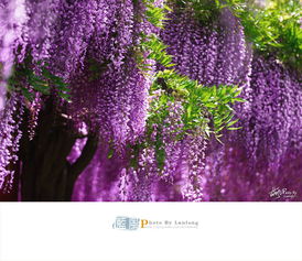 日本蕞长紫藤品种：野田藤系