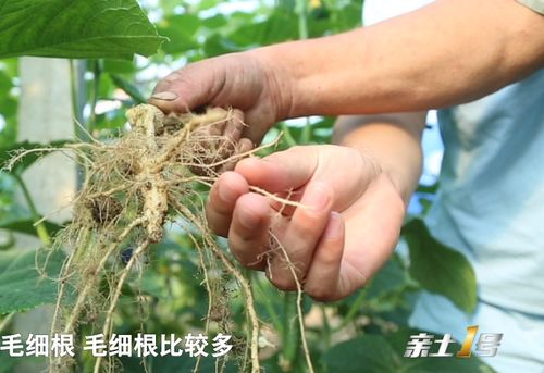 第二特征出现后第11天采收， 药材折干率和皂苷a含量达到峰值