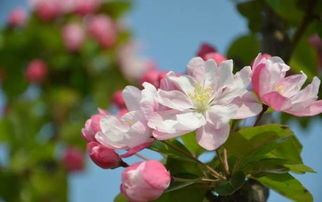 西府海棠：花中的瑰宝， 生活中的良药