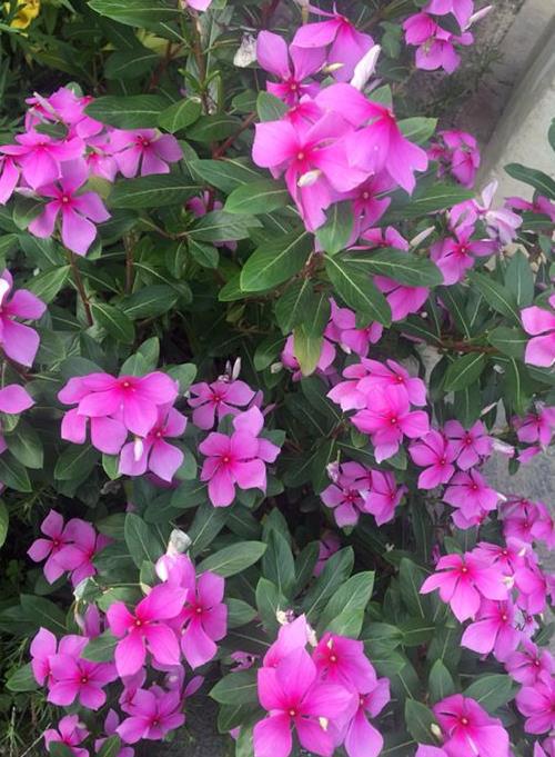 宽叶太阳花是宿根的吗？