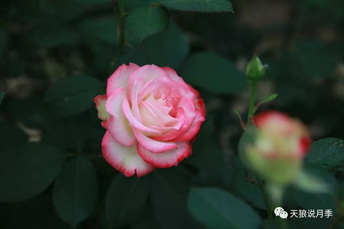 摩纳哥公爵月季：名贵品种， 令人难忘