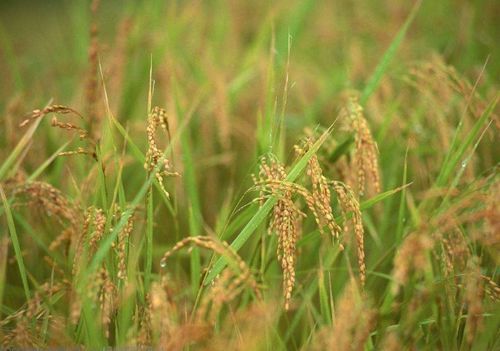 各地农药各有特色