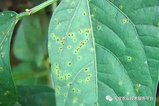 秋植豆角易患锈病，影响产量和品质