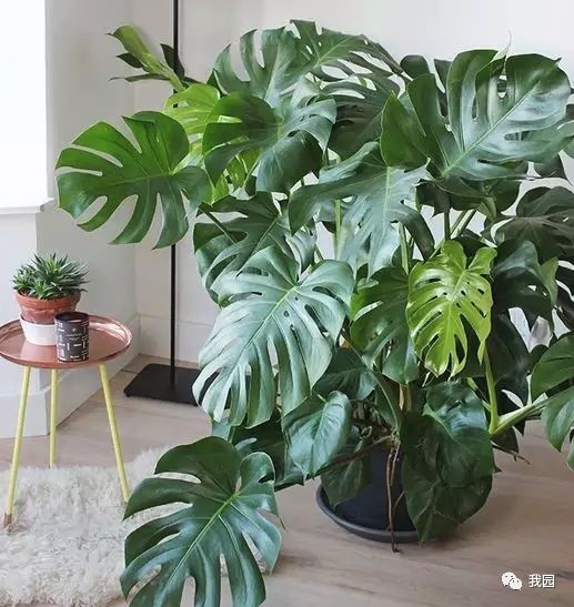 尖尾芋不是龟背竹？教你几招