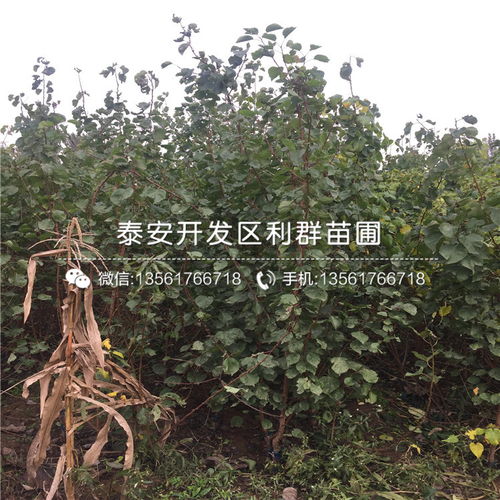 嫁接时间， 讲究个天时地利人和