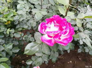 五一假期月季缺水发花补救措施