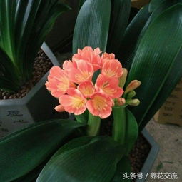 球兰在哪个季节种植最为适宜，能保证其生长旺盛和开花效果最佳