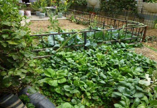 蔬菜喷农药后要等多久才能吃呢？