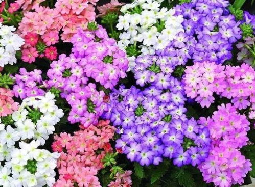 美女樱种植需选择排水良好、富含有机质的土壤