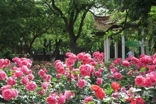 月季为什么要摘蕾？