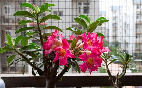 修剪整形， 观赏效果佳