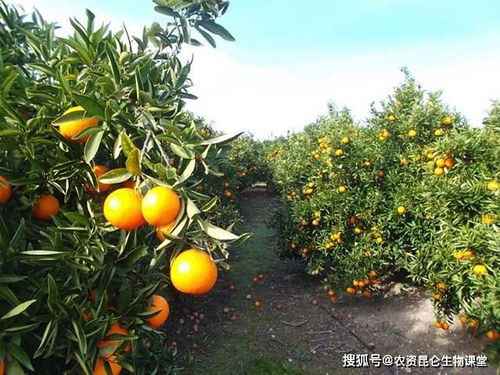 柑橘树壮果肥施用时间，为果实膨大期