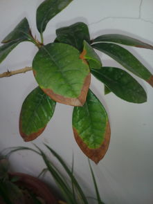 植物叶尖枯黄， 原来是这些问题在作怪