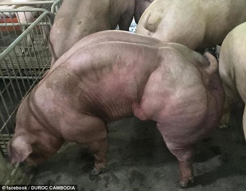 猪肌肉生长抑制素基因研究助力高效养殖