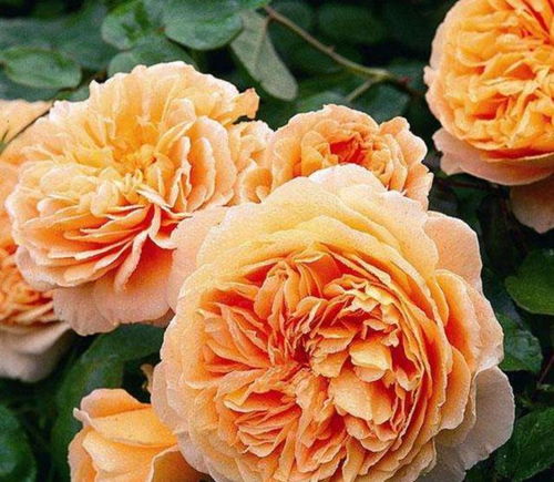 颜色：黄里透红， 金光闪闪