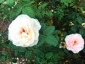 农妇精神月季是个啥