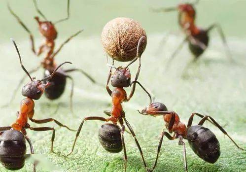 吡虫啉：蚂蚁的克星还是无能为力？