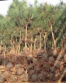 黑松木的价格与图片