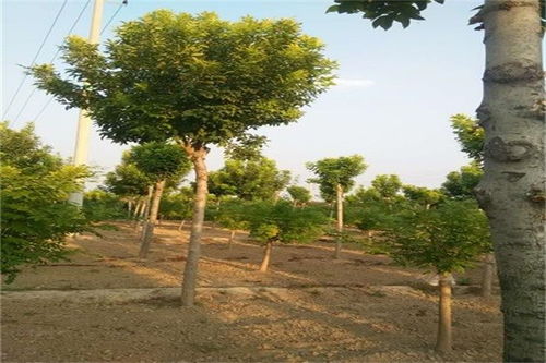 北方气候与白蜡苗