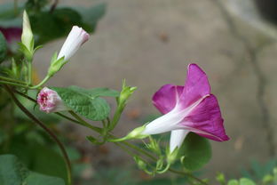 阴雨天喇叭花也嫩多撑3小时