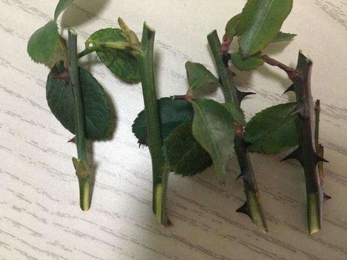 秋季扦插， 成活率高