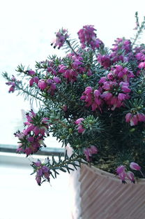 花椒树：耐寒的树中豪杰