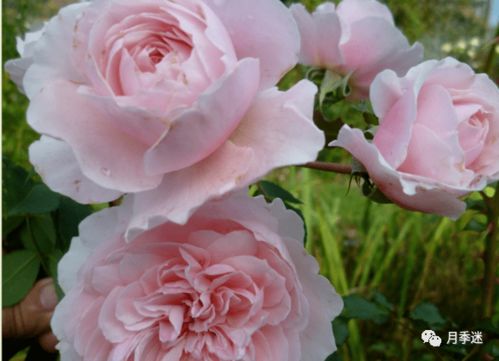 欧月奥斯汀——价值百万英镑的月季品种