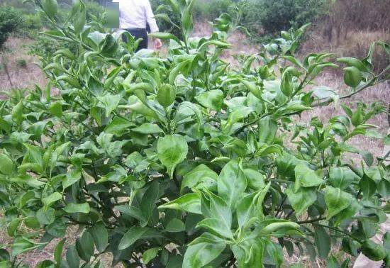 草铵膦的内吸与传导