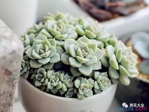 一、 白牡丹，夏日里的“黑腐之王”