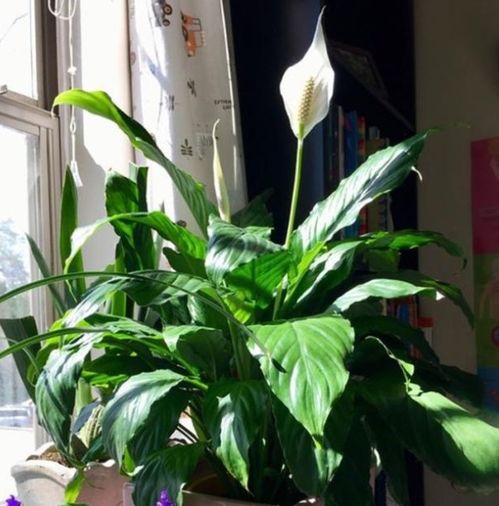 大叶桅子北方怎么养？能否开花